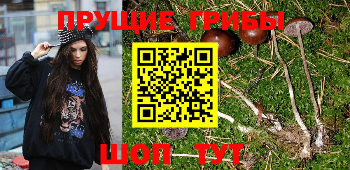Псилоцибиновые грибы Psilocybine cubensis Фролово